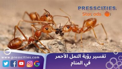 تفسير رؤية النمل الأحمر في المنام