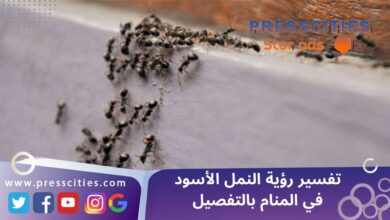 تفسير رؤية النمل الأسود في المنام بالتفصيل