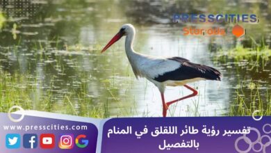 تفسير رؤية طائر اللقلق في المنام بالتفصيل