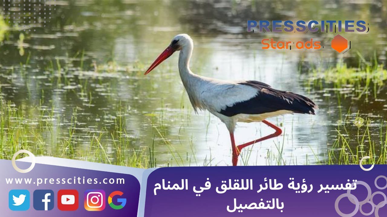 تفسير رؤية طائر اللقلق في المنام بالتفصيل