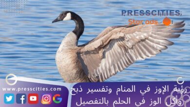 رؤية الإوز في المنام وتفسير ذبح وأكل الوز في الحلم بالتفصيل