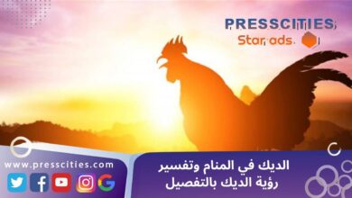 الديك في المنام وتفسير رؤية الديك بالتفصيل