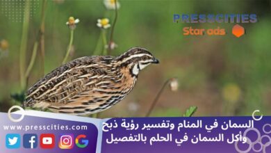 السمان في المنام وتفسير رؤية ذبح وأكل السمان في الحلم بالتفصيل