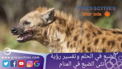 الضبع في الحلم وتفسير رؤية أنثى الضبع في المنام