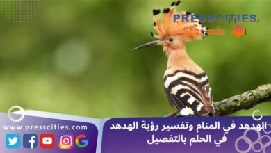 الهدهد في المنام وتفسير رؤية الهدهد في الحلم بالتفصيل