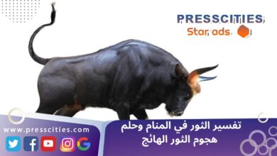 تفسير الثور في المنام وحلم هجوم الثور الهائج