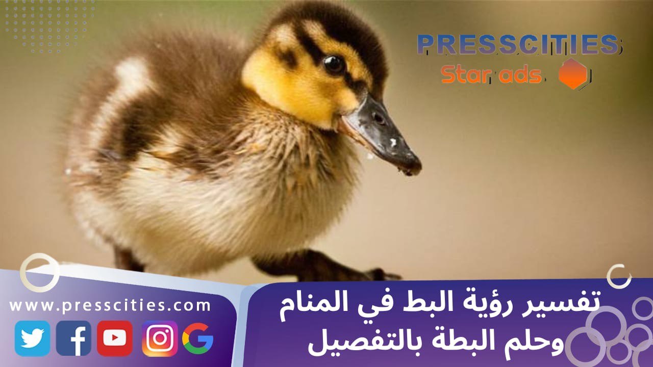 تفسير رؤية البط في المنام وحلم البطة بالتفصيل