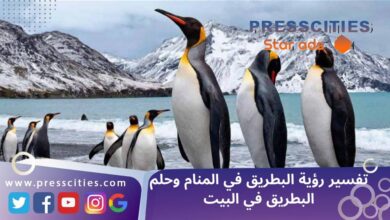 تفسير رؤية البطريق في المنام وحلم البطريق في البيت