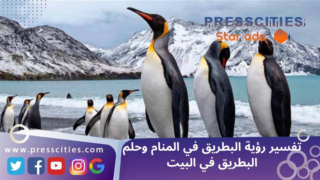 تفسير رؤية البطريق في المنام وحلم البطريق في البيت