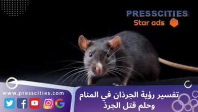 تفسير رؤية الجرذان في المنام وحلم قتل الجرذ