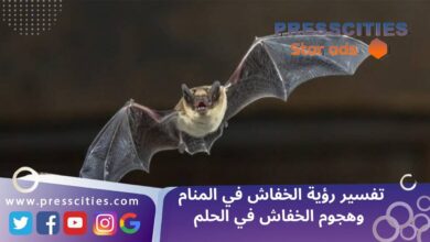 تفسير رؤية الخفاش في المنام وهجوم الخفاش في الحلم