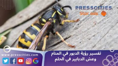 تفسير رؤية الدبور في المنام وعش الدبابير في الحلم