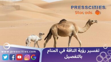 تفسير رؤية الناقة في المنام بالتفصيل