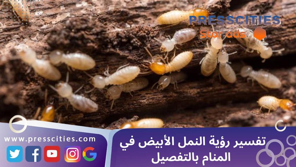 تفسير رؤية النمل الأبيض في المنام بالتفصيل