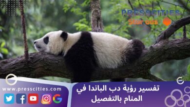 تفسير رؤية دب الباندا في المنام بالتفصيل