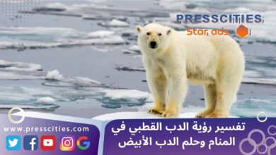 تفسير رؤية الدب القطبي في المنام وحلم الدب الأبيض