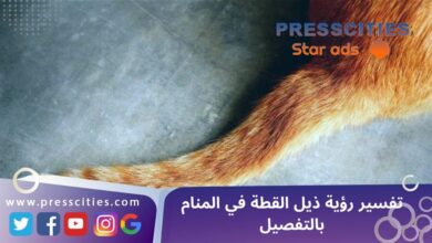تفسير رؤية ذيل القطة في المنام بالتفصيل