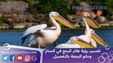 تفسير رؤية طائر البجع في المنام وحلم البجعة بالتفصيل