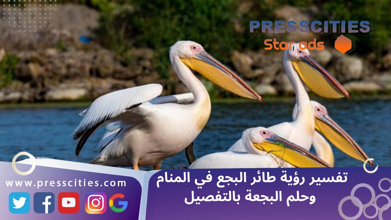 تفسير رؤية طائر البجع في المنام وحلم البجعة بالتفصيل