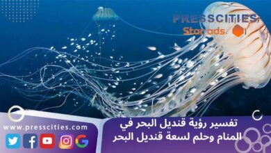 تفسير رؤية قنديل البحر في المنام وحلم لسعة قنديل البحر
