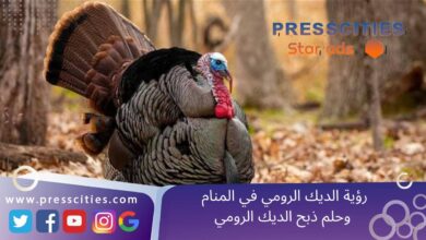 رؤية الديك الرومي في المنام وحلم ذبح الديك الرومي