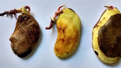 زراعة بذور المانجو
