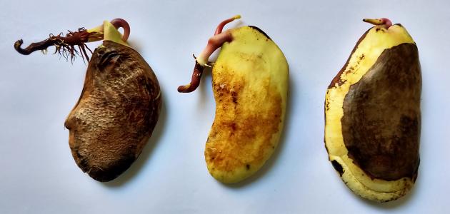 زراعة بذور المانجو
