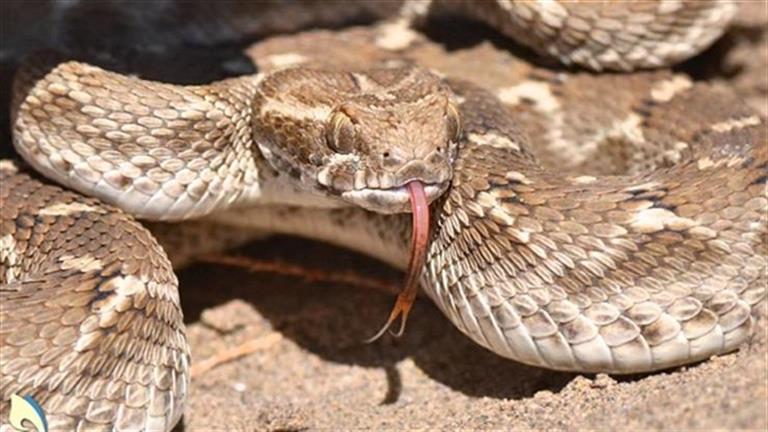 تفسير الثعبان في المنام