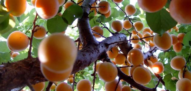 طريقة زراعة الخوخ