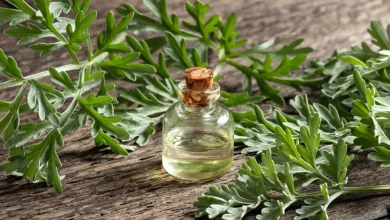 فوائد عشبة الشيح